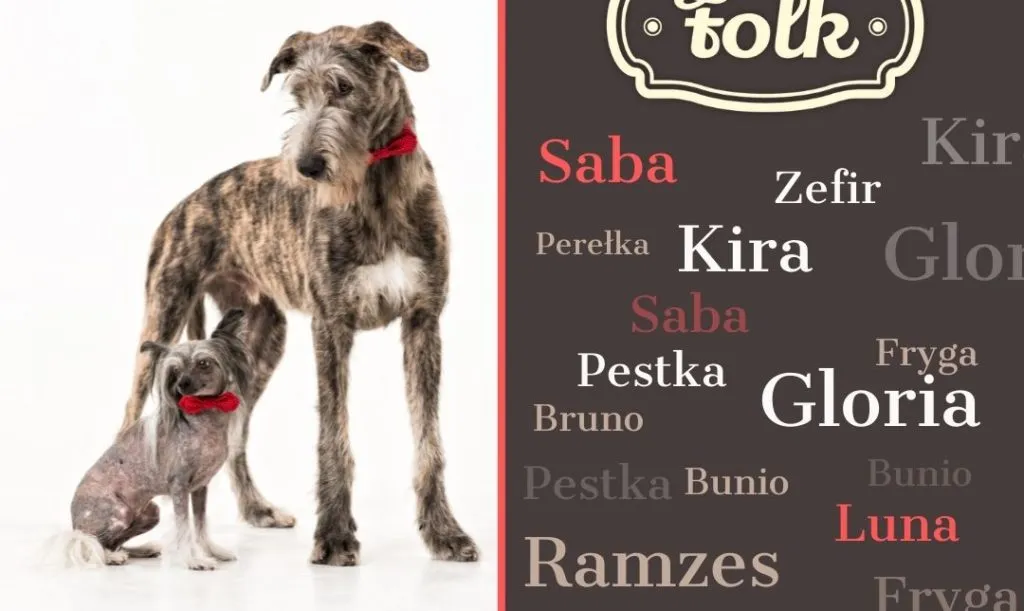 Zdjęcie Jakie imię dla psa? Odkryj oryginalne propozycje i porady