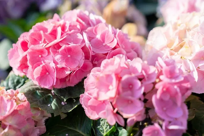 Zdjęcie Jaki nawóz do hortensji? Odkryj najlepsze rozwiązania dla pięknych kwiatów