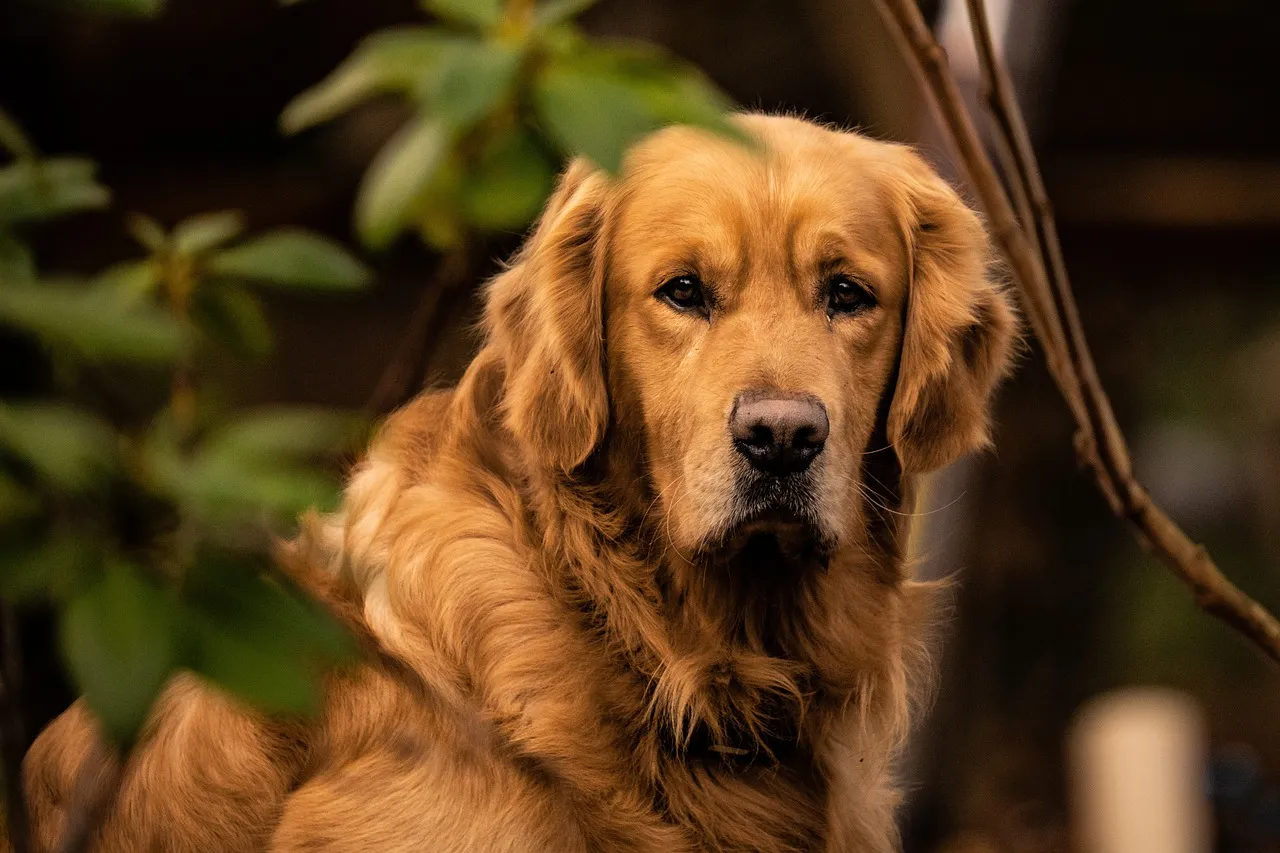Zdjęcie Czy golden retriever ma włosy? Odkryj prawdę o jego sierści