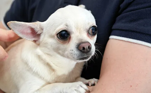 Zdjęcie ¿A mi perro le tiemblan las patas traseras? Causas y soluciones efectivas