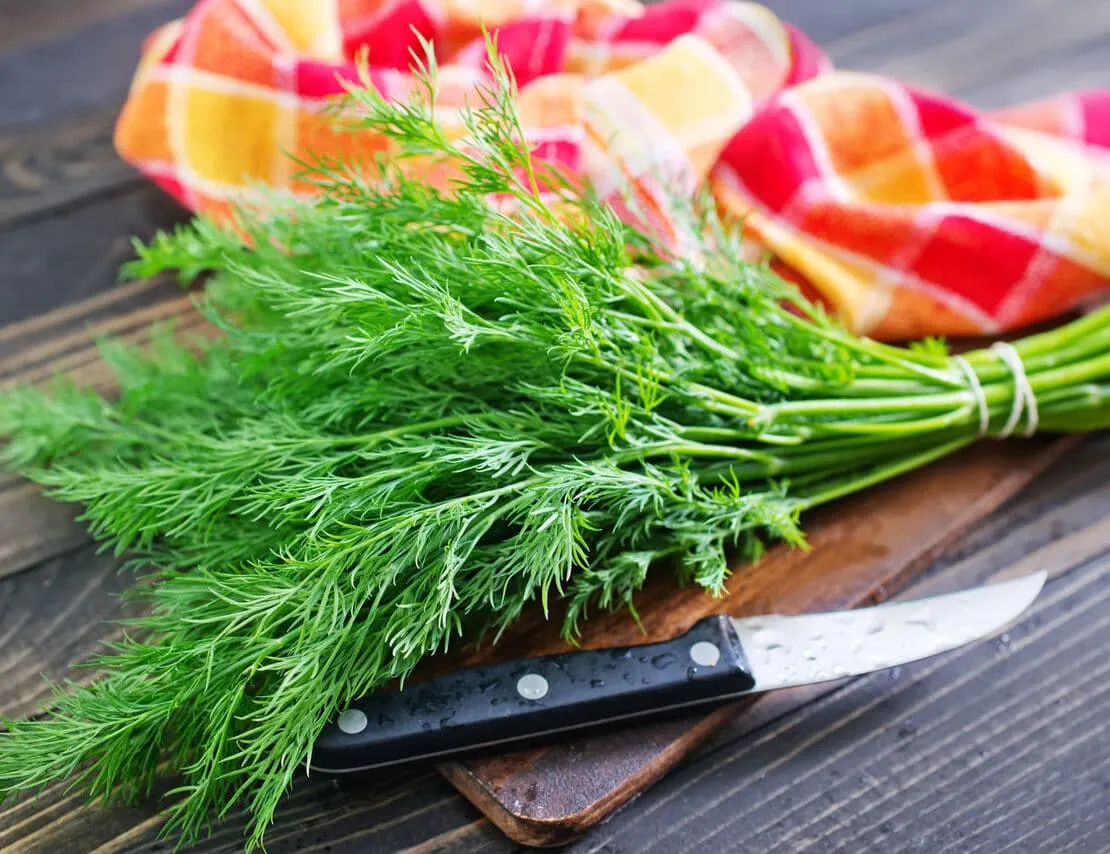 Zdjęcie Jak uprawiać koperek: proste sposoby na zdrowe i aromatyczne zbiory