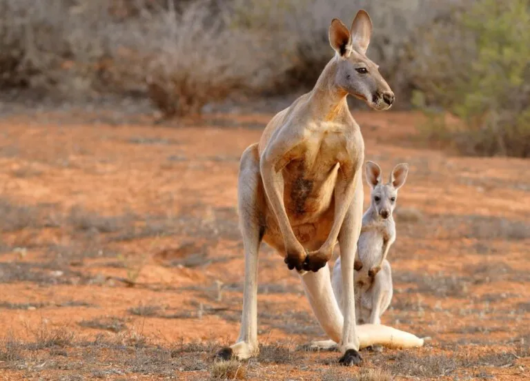 Zdjęcie Czy kangury są zagrożone wyginięciem? Przyczyny i działania ochronne
