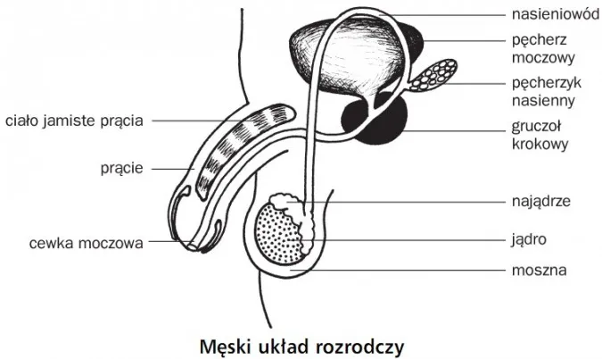 Zdjęcie Jak wygląda jądro męskie? Odkryj jego budowę i funkcje zdrowotne