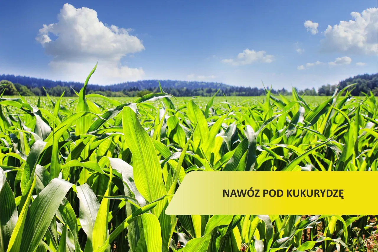 Zdjęcie Najlepszy nawóz pod kukurydzę na kiszonkę - uniknij błędów w nawożeniu