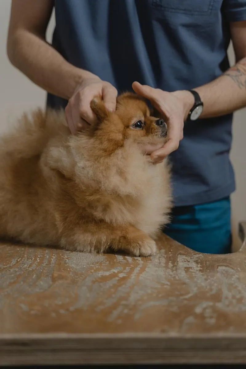 Zdjęcie Ile zarabia weterynarz w zoo? Zaskakujące fakty o wynagrodzeniach