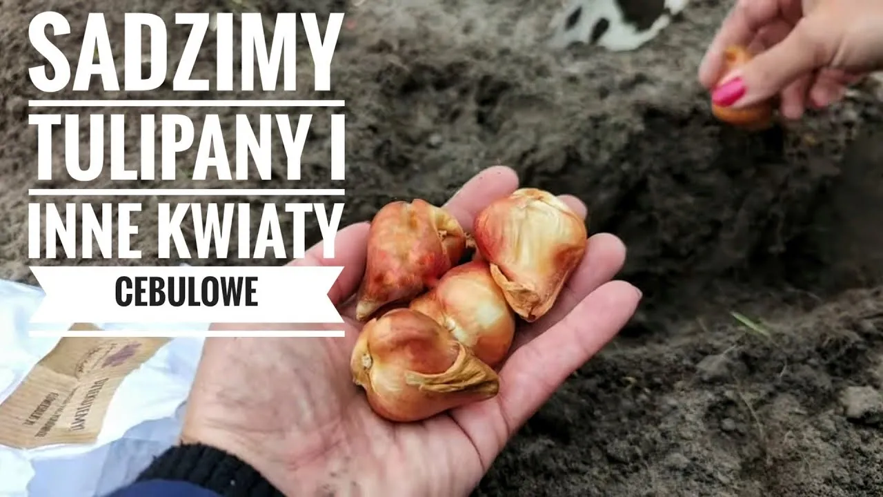 Zdjęcie Jak prawidłowo sadzić kwiaty w ogrodzie – uniknij błędów i ciesz się pięknem