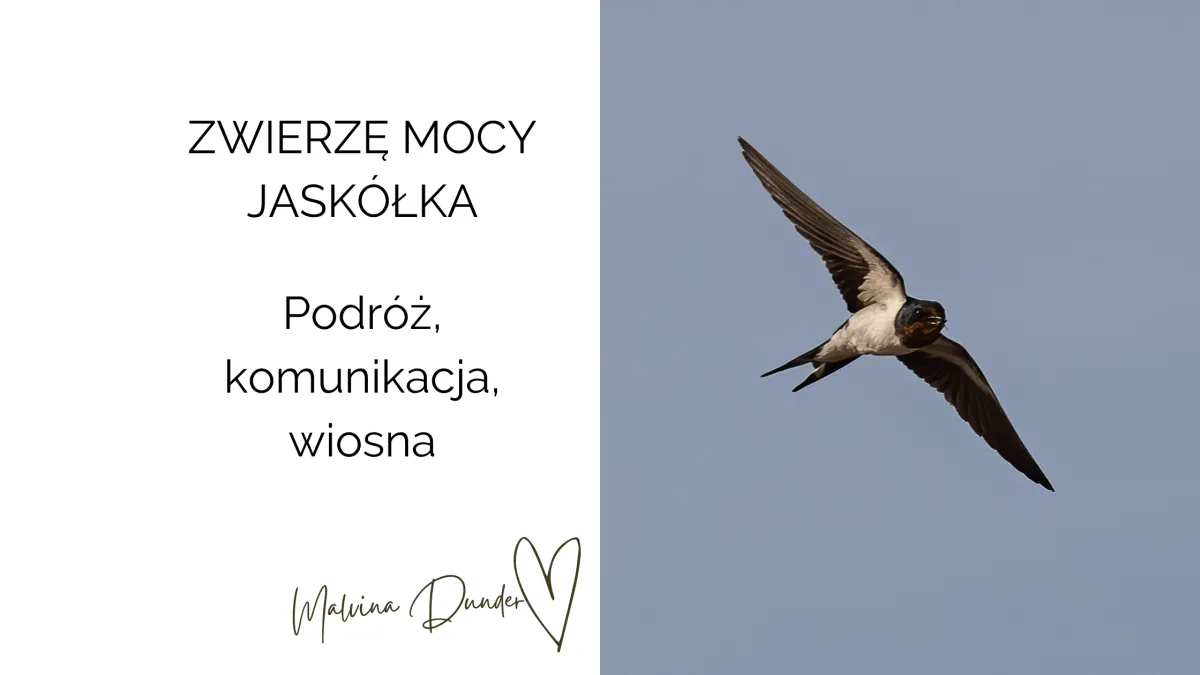 Zdjęcie Co oznacza jaskółka wisiorek? Odkryj jego głębokie znaczenie