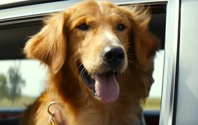 Zdjęcie Filmy o labradorze, które poruszają serca i zmieniają życie