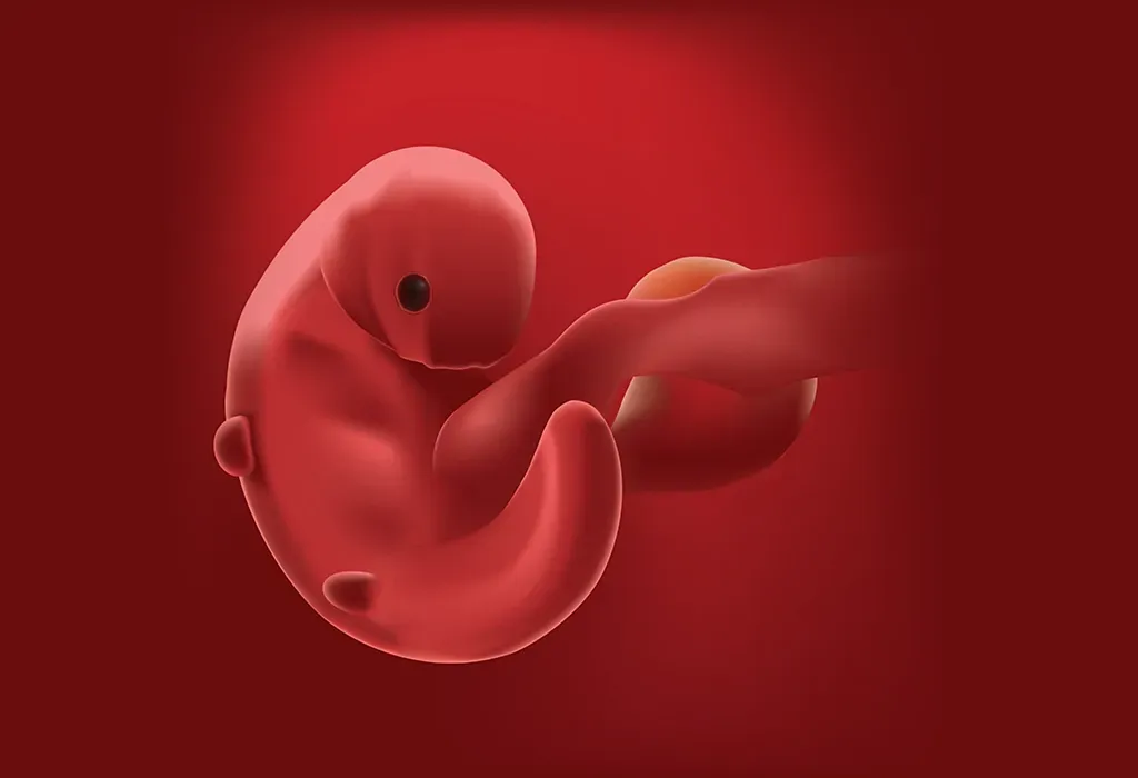 Zdjęcie Jak wygląda zarodek w 4 tygodniu ciąży – zaskakujące zmiany i rozwój