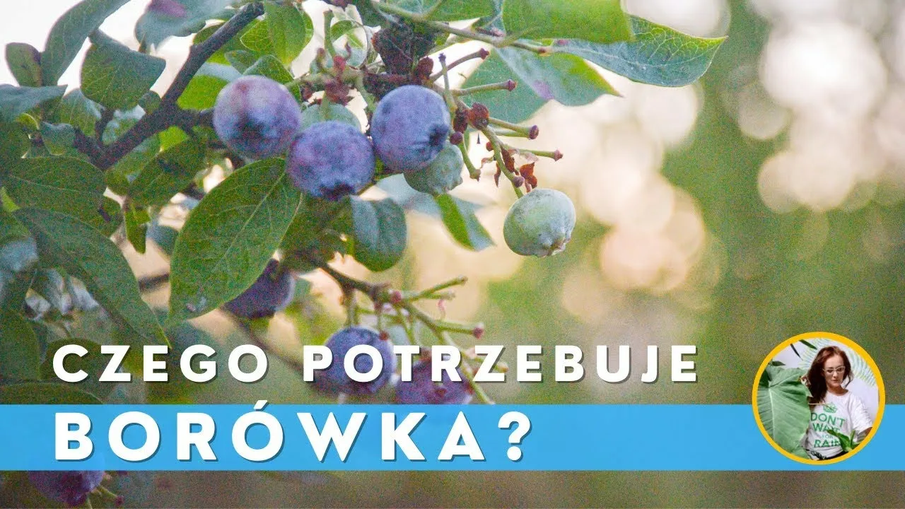Zdjęcie Jak uprawiać borówkę - uniknij najczęstszych błędów w pielęgnacji