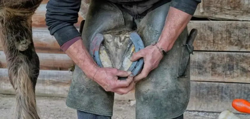 Zdjęcie Kto podkuwa konie i dlaczego to tak ważne dla ich zdrowia?