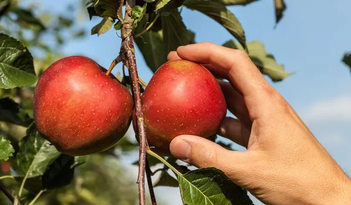 Zdjęcie Sezon na jabłka kiedy? Odkryj, kiedy możesz je zbierać i jeść