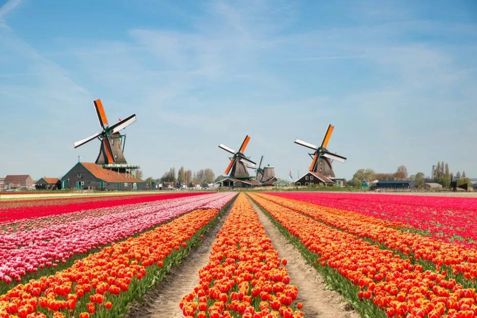 Zdjęcie Keukenhof: najlepszy czas na wizytę i kwitnące tulipany