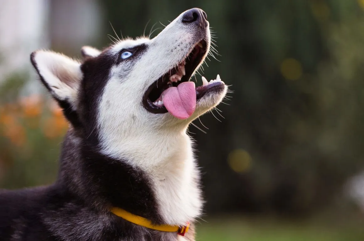Zdjęcie Jak wychować husky - skuteczne metody i najczęstsze błędy