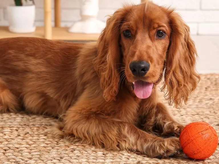 Zdjęcie Cocker spaniel czy gubi sierść? Poznaj prawdę o linieniu tej rasy