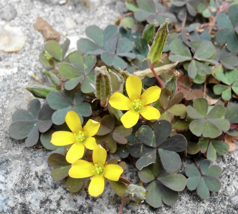 Zdjęcie Szczawik jak koniczyna? Rozpoznaj i zwalcz chwast skutecznie!