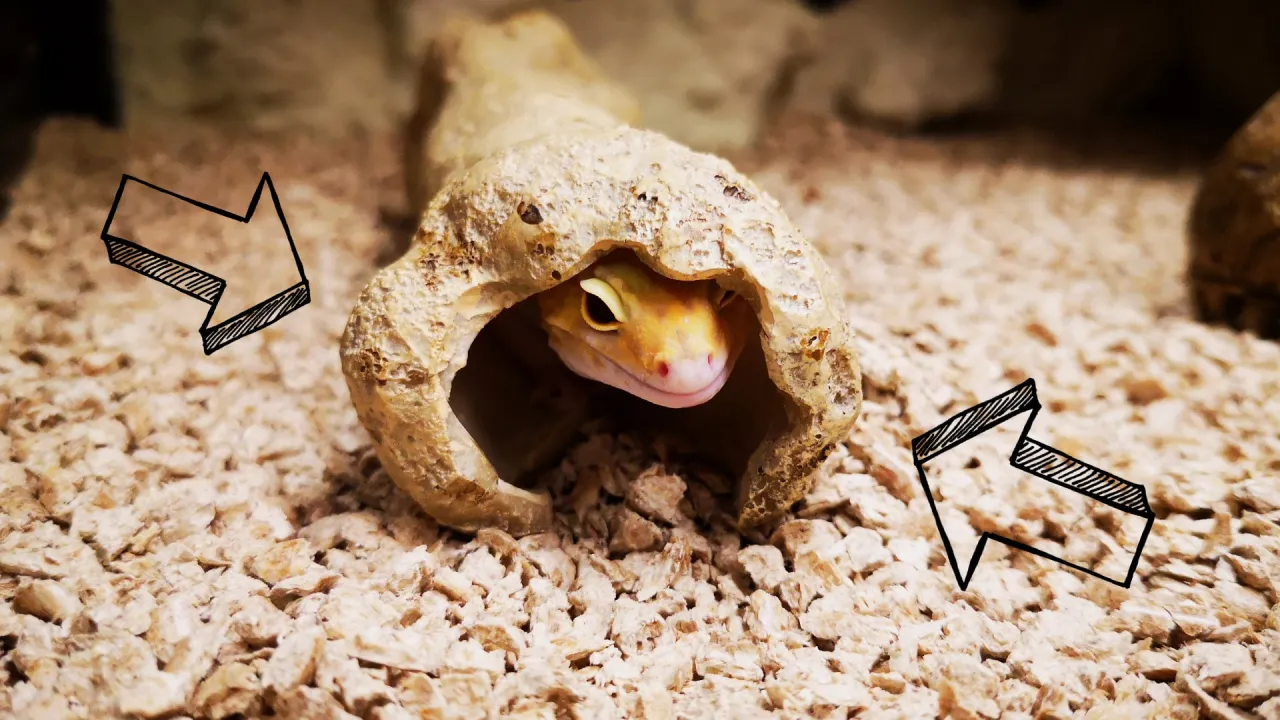 Zdjęcie Gekon lamparci jak hodować: kluczowe wskazówki dla początkujących