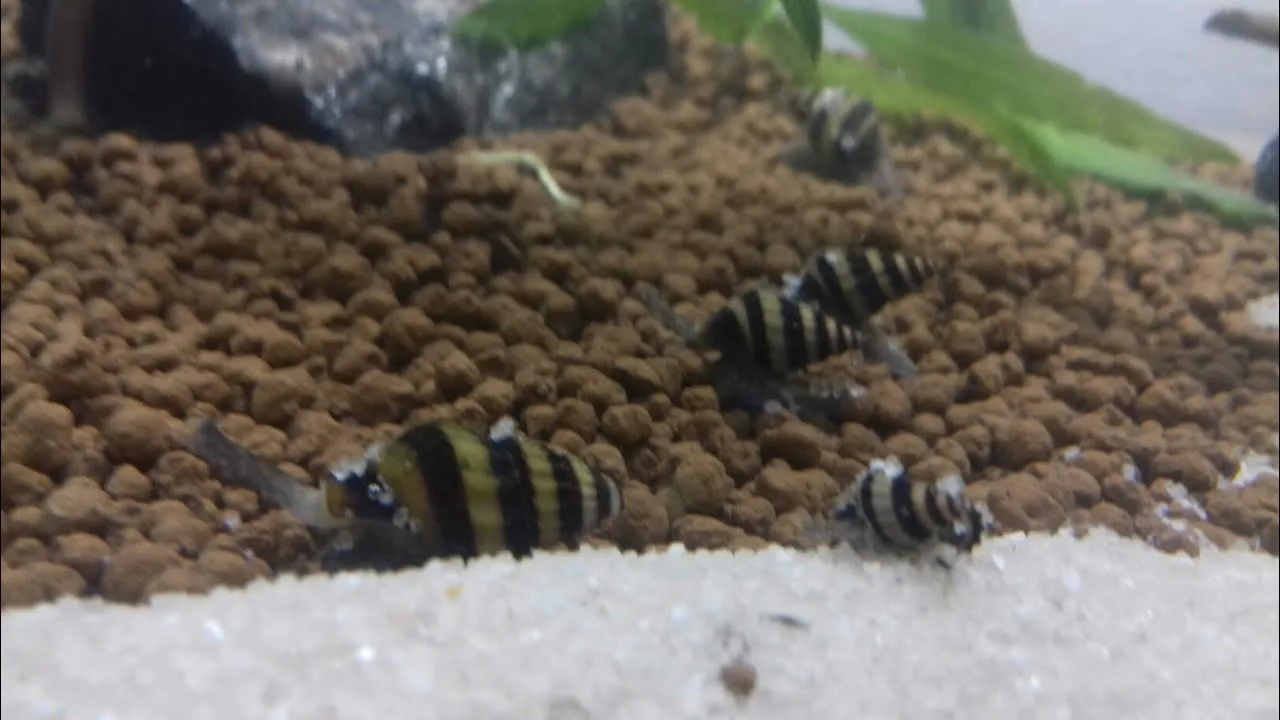 Zdjęcie Czy ślimak helenka zjada rybki? Rzadkie ataki i jak ich uniknąć