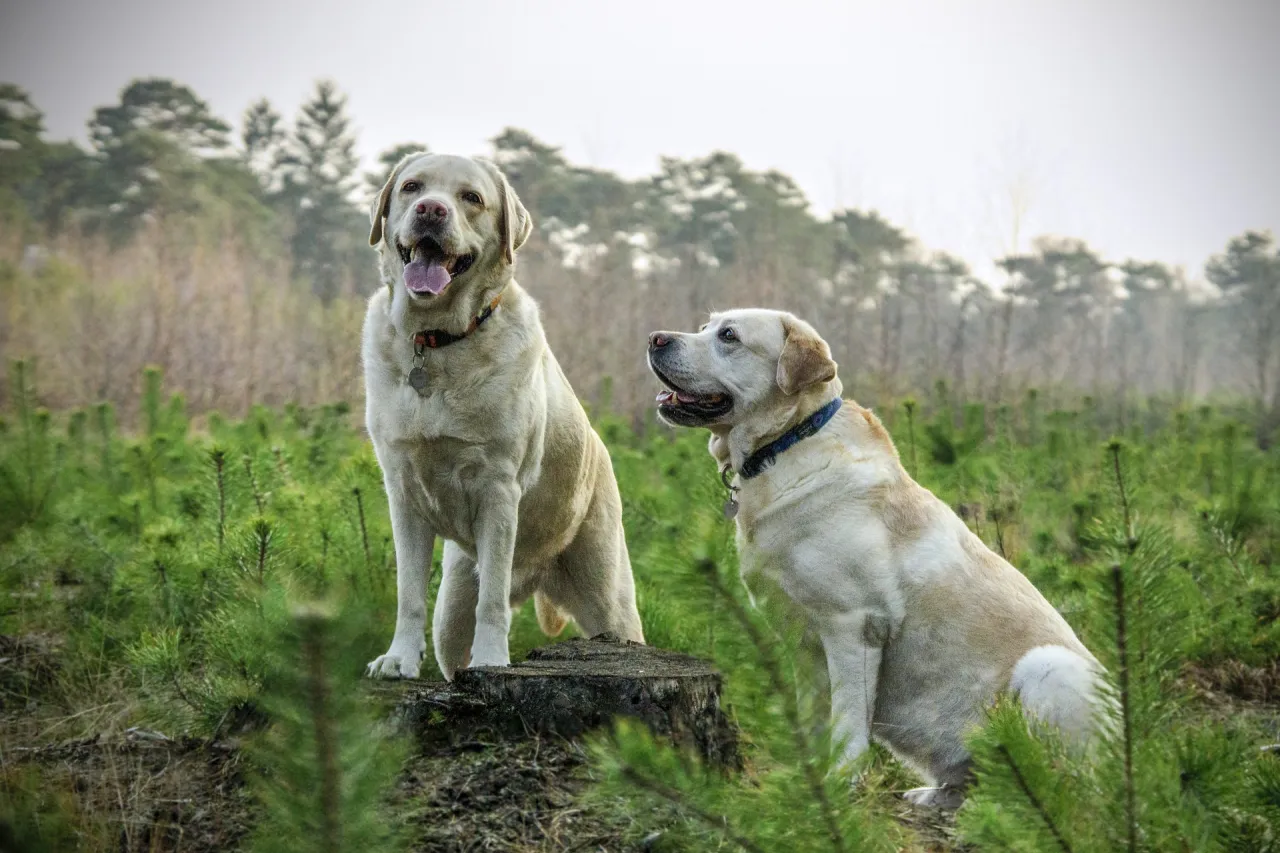 Zdjęcie Czym się różni golden retriever od labradora – kluczowe różnice i cechy