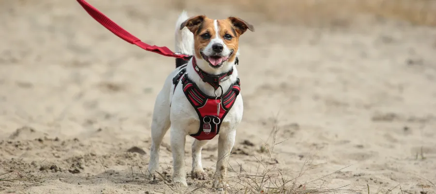 Zdjęcie Szelki czy obroża dla Jack Russell Terriera - co zapewnia lepsze bezpieczeństwo?