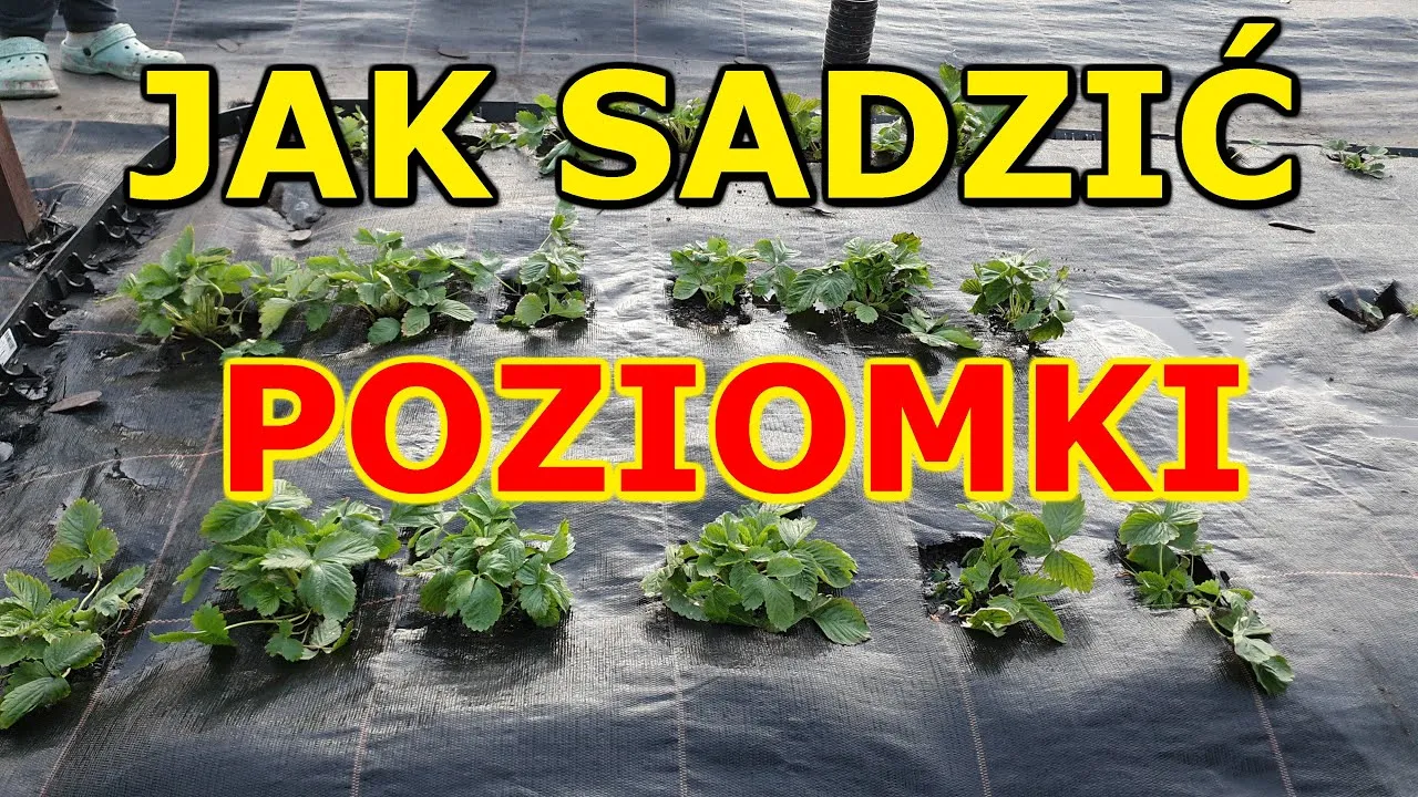 Zdjęcie Jak sadzić poziomki - uniknij najczęstszych błędów w uprawie
