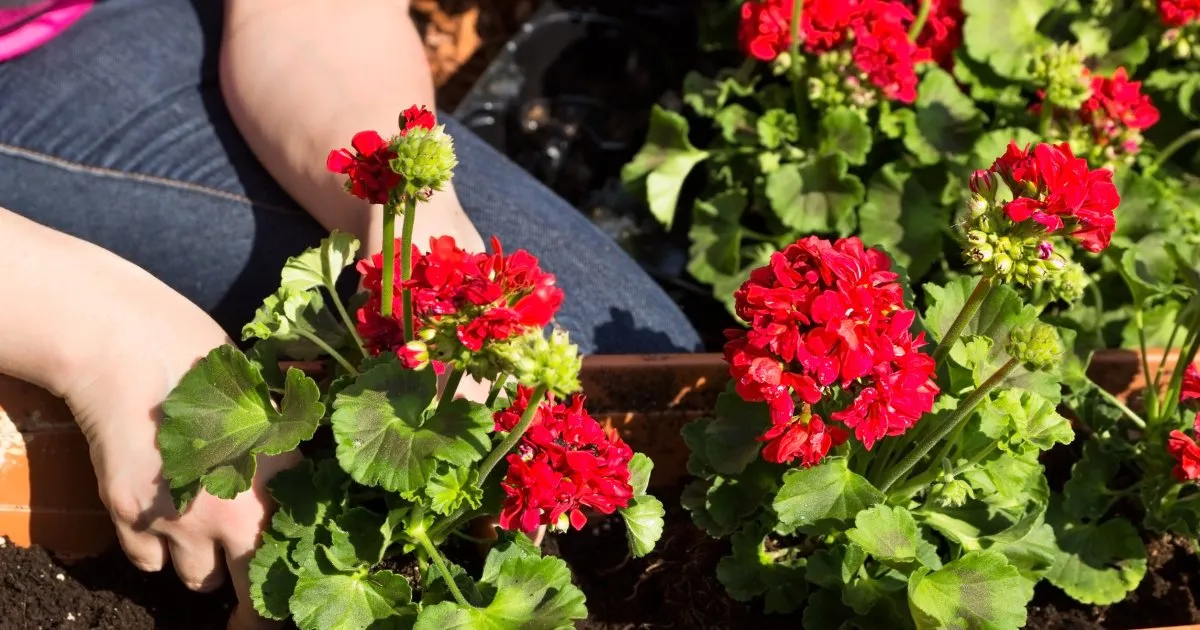 Zdjęcie Z czym posadzić pelargonie? Najlepsze rośliny towarzyszące dla piękna