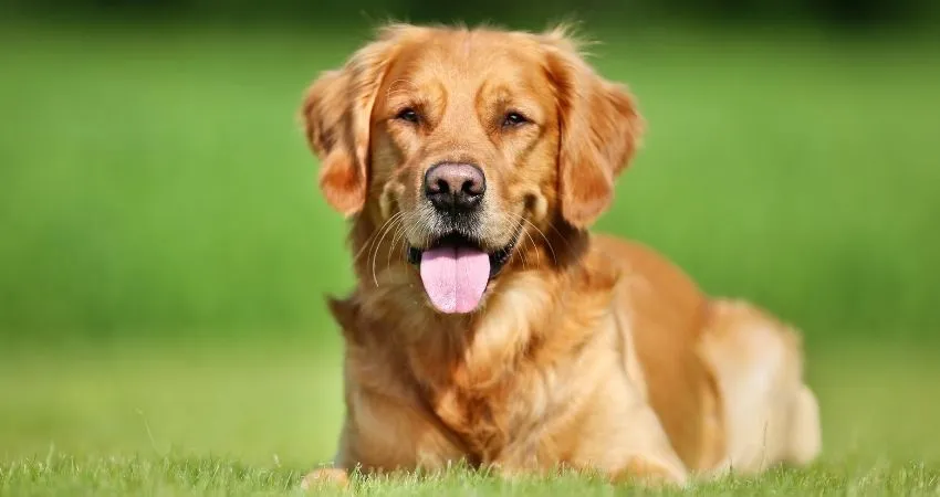 Zdjęcie Jak skutecznie szkolić golden retrievera, aby uniknąć problemów z posłuszeństwem