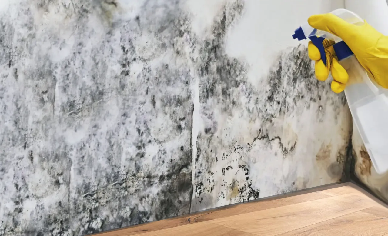Zdjęcie Schimmel im Keller entfernen: Effektive Methoden für dauerhafte Lösungen