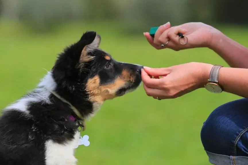 Zdjęcie Ile kosztuje behawiorysta dla psa? Sprawdź ceny i porady przed wizytą