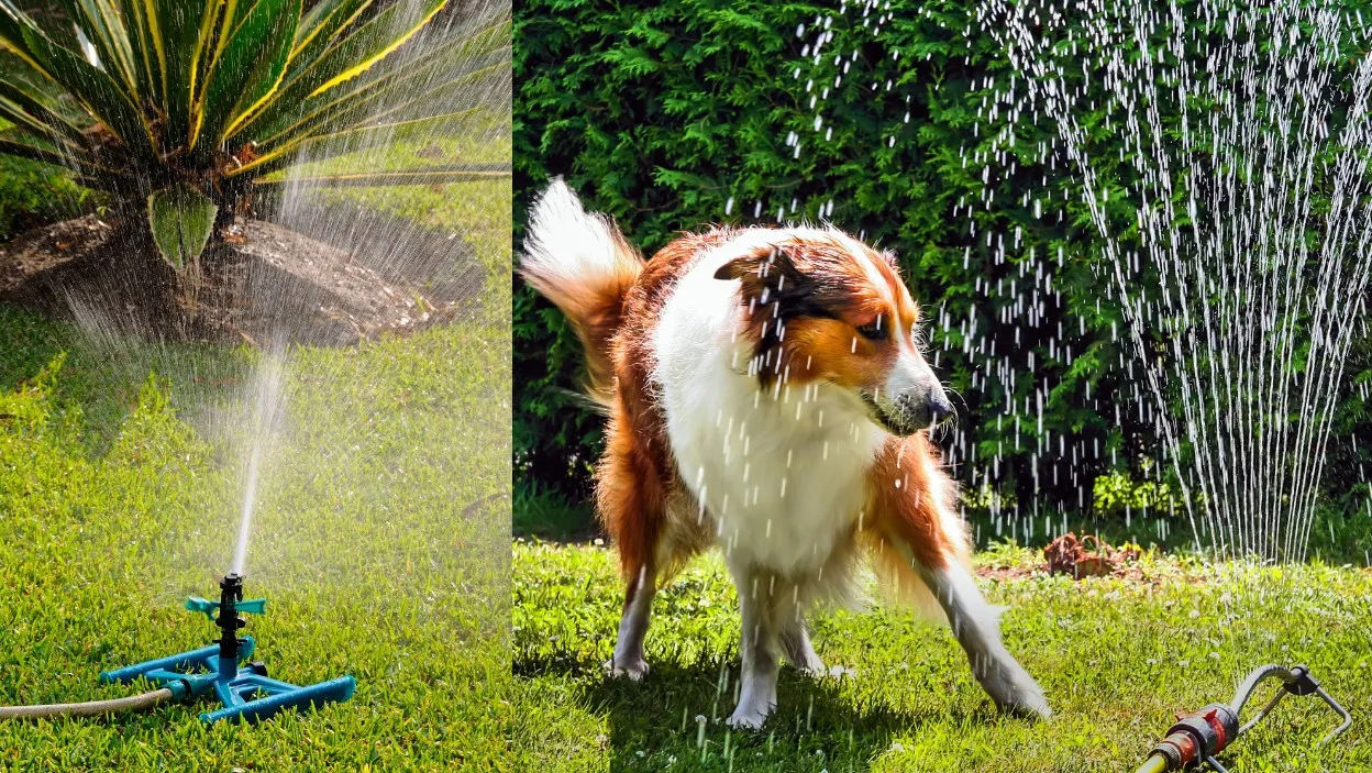 Zdjęcie Zraszacz wahadłowy czy obrotowy? Wybierz idealny dla Twojego trawnika