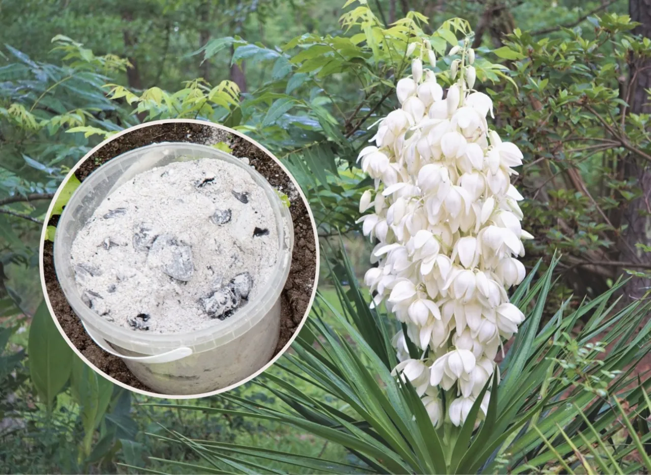 Zdjęcie Juka ogrodowa: Jakie podłoże wybrać? Sekret zdrowych korzeni