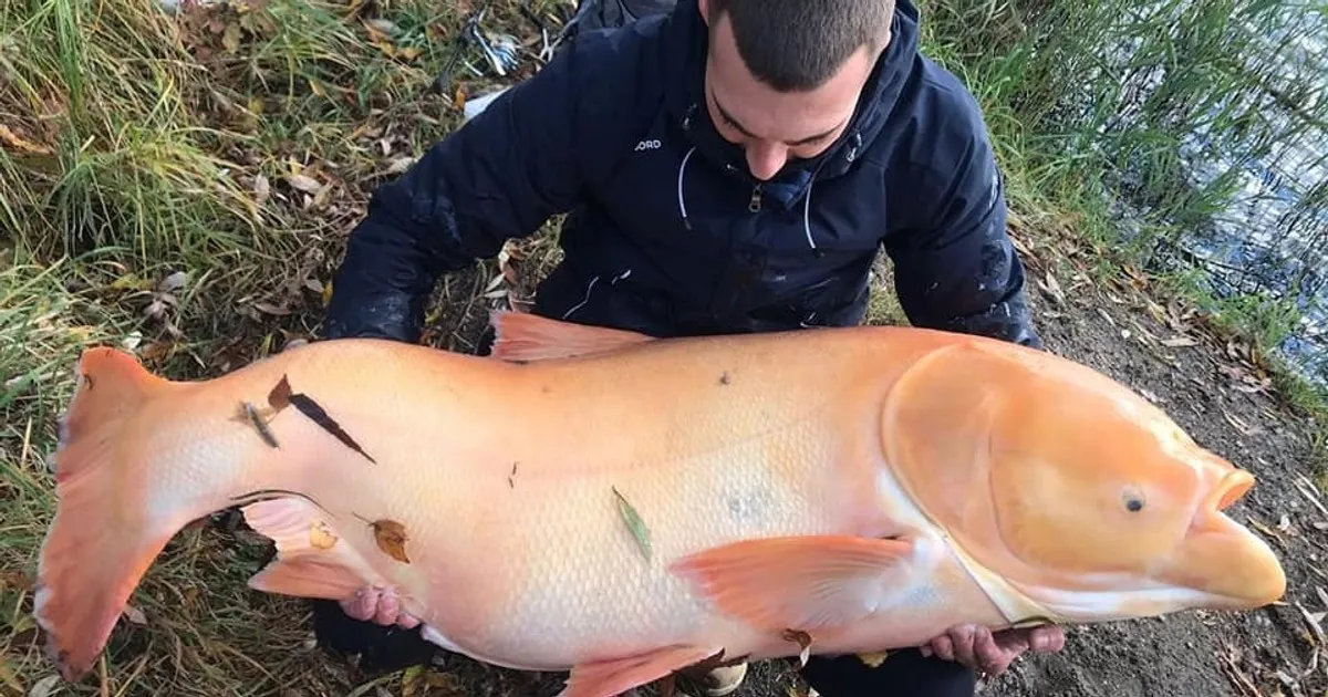 Zdjęcie Tołpyga czym się żywi - poznaj jej zaskakującą dietę i nawyki żywieniowe