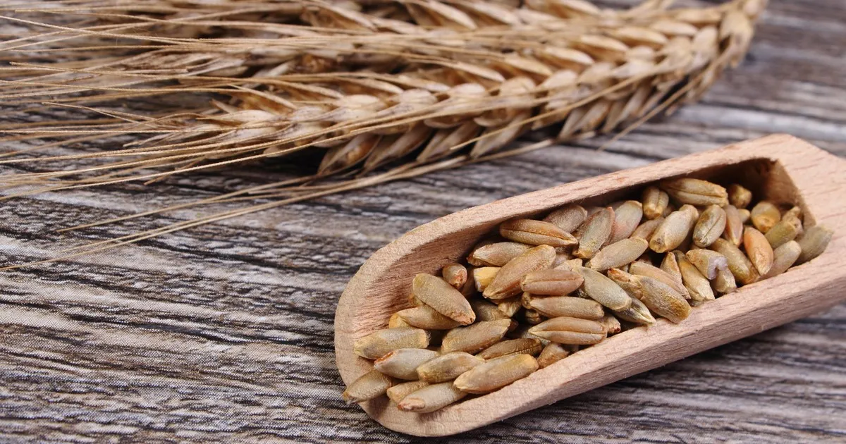 Zdjęcie Czy żyto zawiera gluten? Dowiedz się, co musisz wiedzieć!