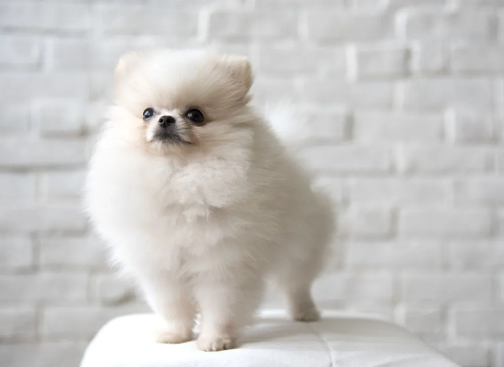 Zdjęcie Czy pomeranian gubi sierść? Oto co musisz wiedzieć o linieniu