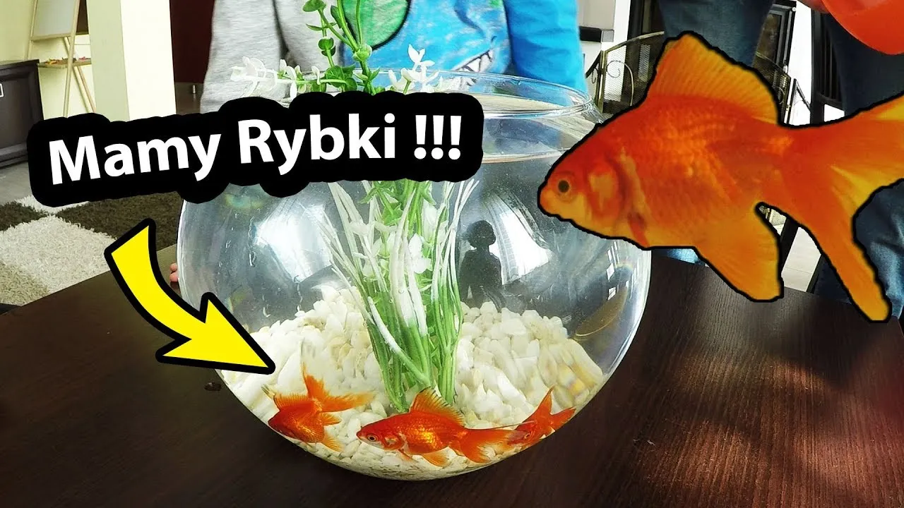 Zdjęcie Czy rybki mogą być w kuli? Oto, co musisz wiedzieć o ich zdrowiu