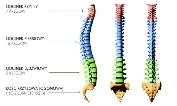 Zdjęcie Odcinek lędźwiowy ile kręgów? Oto co musisz wiedzieć o ich roli