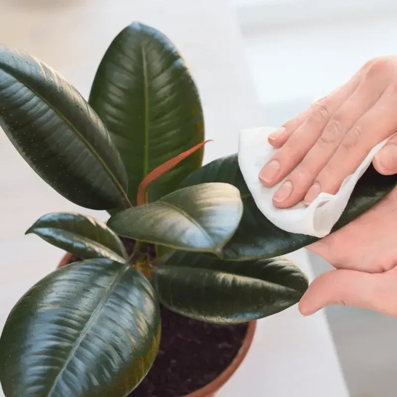 Zdjęcie Cómo cuidar un ficus en maceta para que crezca sano y hermoso