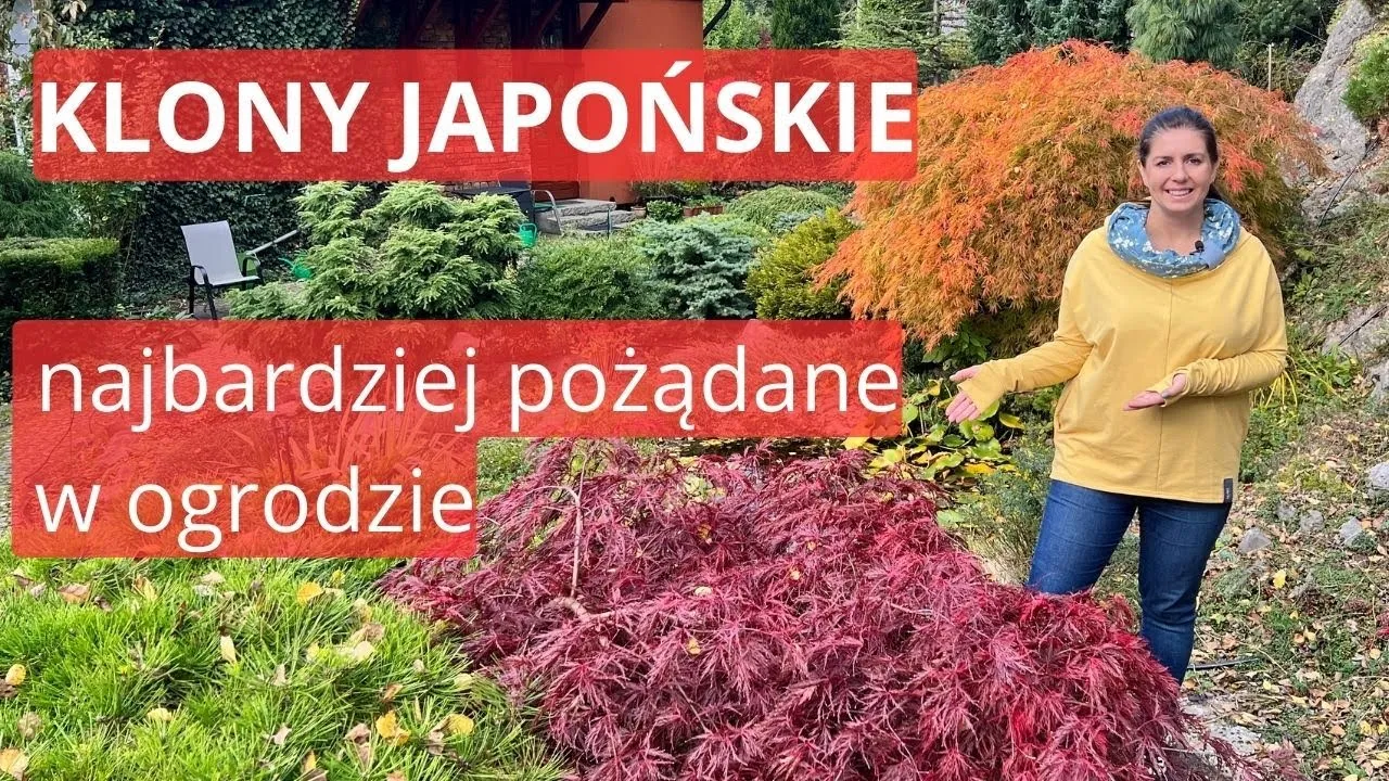 Zdjęcie Jak przycinać klon palmowy, aby uniknąć błędów i zachować zdrowie rośliny