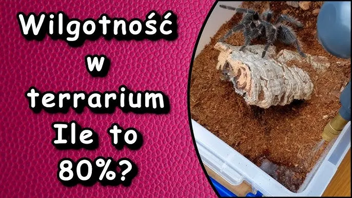 Zdjęcie Jak zmniejszyć wilgotność w terrarium i uratować rośliny oraz zwierzęta