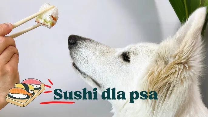 Zdjęcie Czy pies może jeść sushi? Poznaj zasady bezpiecznego karmienia pupila
