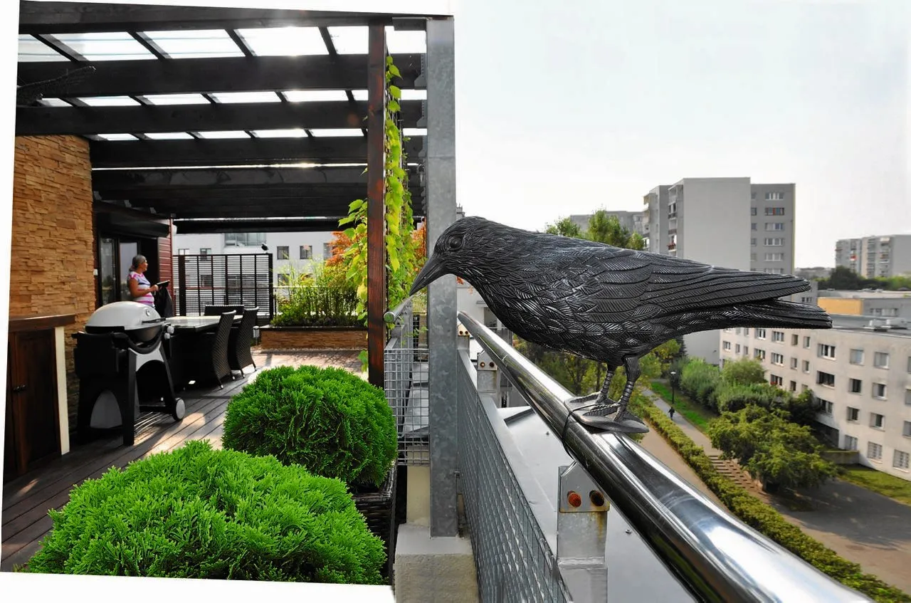 Zdjęcie Skuteczne sposoby na gołębie na balkon – pozbądź się ich raz na zawsze