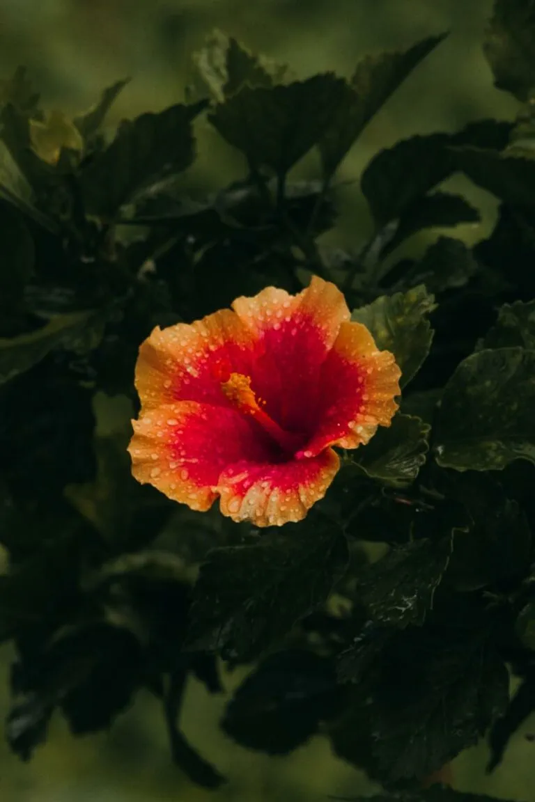 Zdjęcie Kiedy sadzimy hibiskus, aby uniknąć niepowodzeń w uprawie?