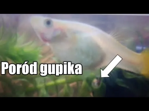 Zdjęcie Objawy porodu gupika: co musisz wiedzieć, aby nie przegapić momentu