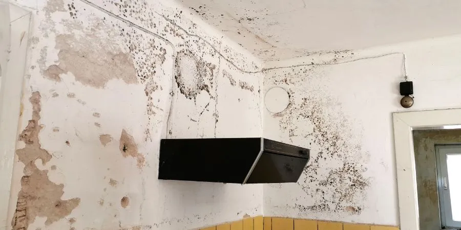 Zdjęcie Jak pozbyć się grzyba ze ściany – skuteczne metody i porady