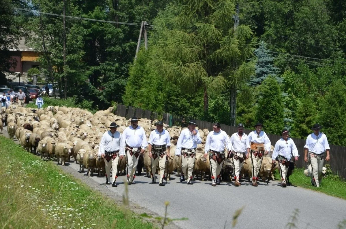 Zdjęcie Bacowanie 300: Tradycja i Wyzwania Wypasu Owiec w Polskich Górach