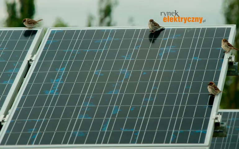 Zdjęcie Farma elektrowni słonecznych w Polsce - co musisz wiedzieć?