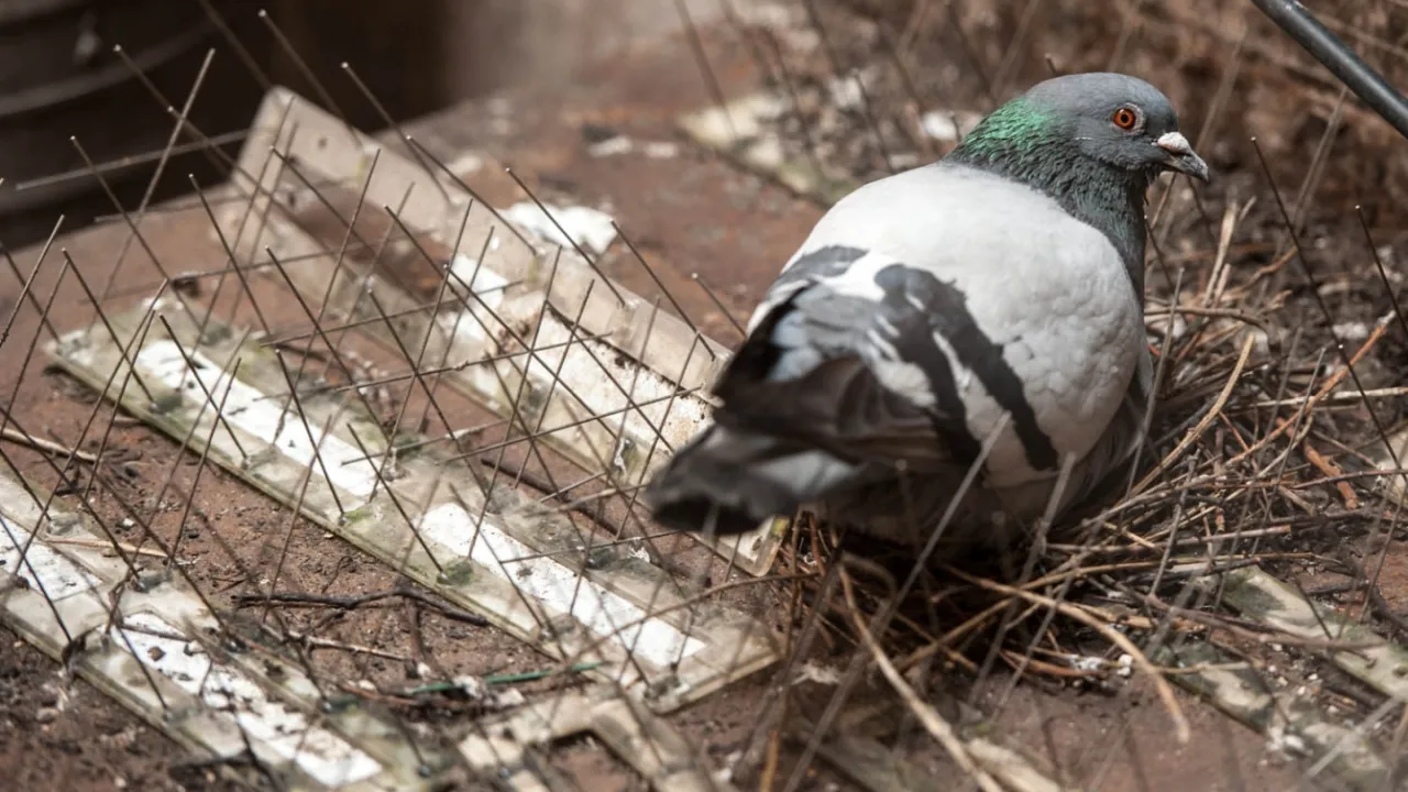 Zdjęcie Skuteczne sposoby na gołębie na balkon – pozbądź się ich raz na zawsze