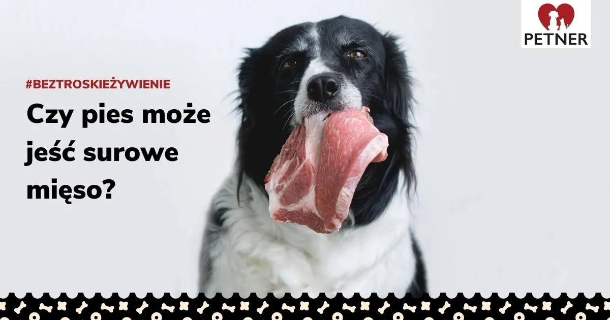 Zdjęcie Czy pies może jeść surowe mięso: praktyczne porady i wskazówki dla opiekuna
