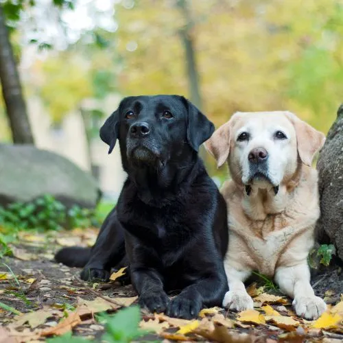 Zdjęcie Jaka obroża dla labradora zapewni komfort i bezpieczeństwo?