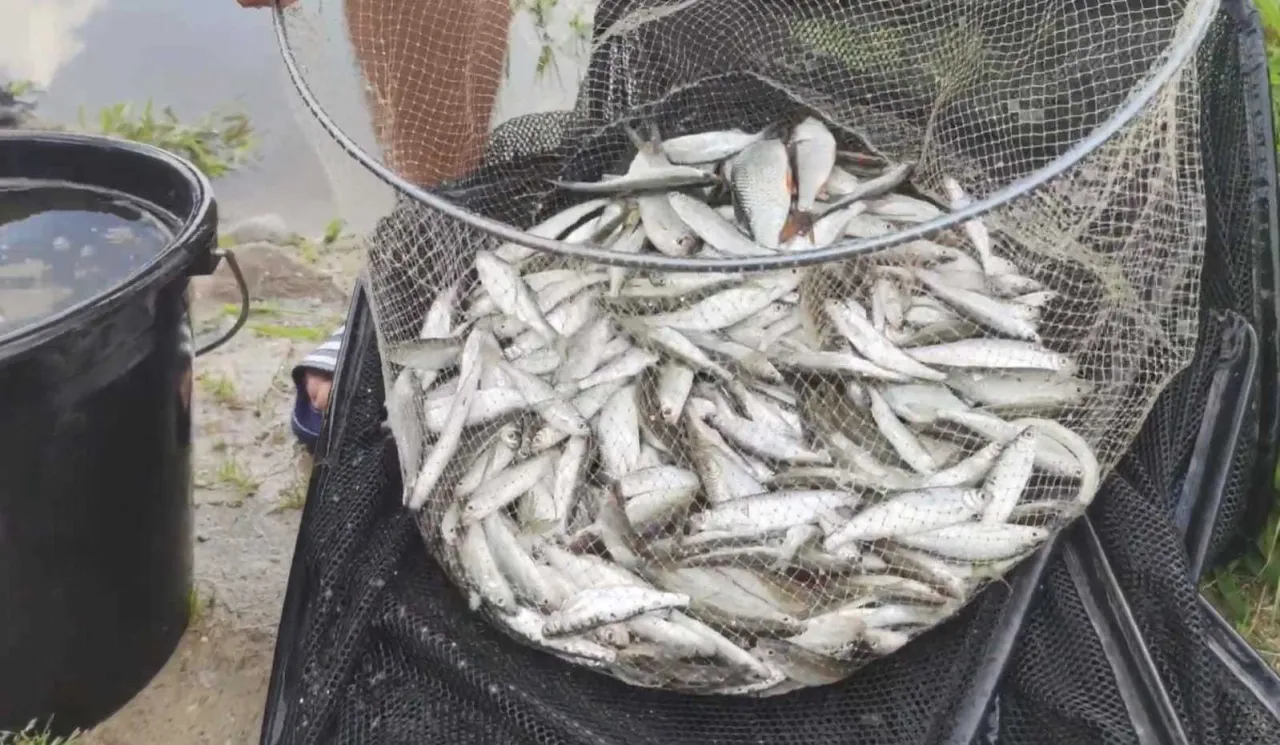 Zdjęcie Ukleja – poznaj jej tajemnice, zachowanie i skuteczne metody łowienia